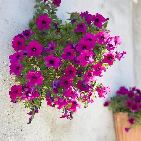 Frühstückspension Abbadia 14 Osimo