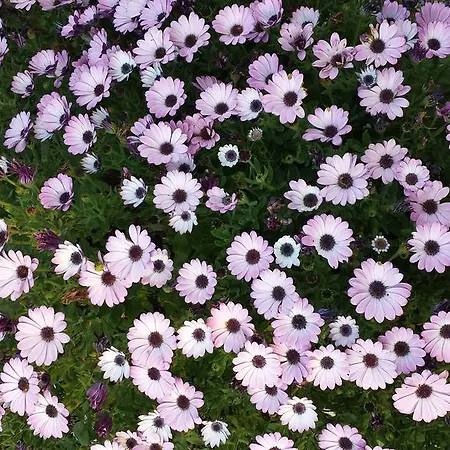 فندق مبيت وإفطار Abbadia 14 أوزيمو